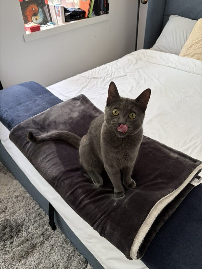 Cobble sitting on a dark blanket on a bed, tongue poking out